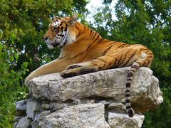 tiger