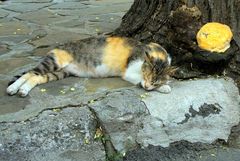 poobedná siesta