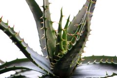 aloe