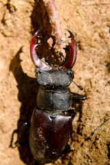 rohacisko