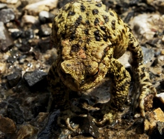 HOP
