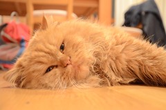 Pohodlie