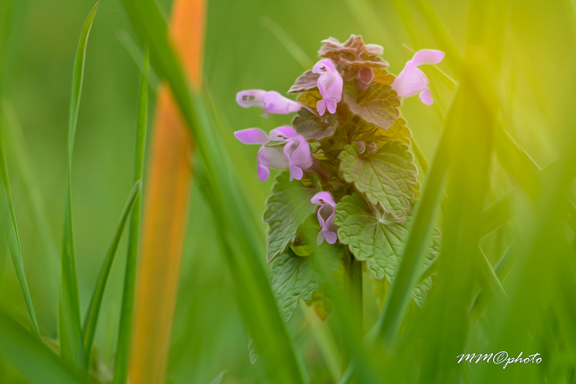 Lamium maculatum