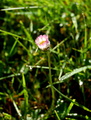 ružová margarétka