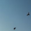 Prelet holubov