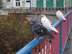 Holubkovia