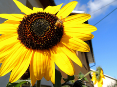 Slnečnica ma návštevu