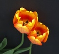 tulipániky....