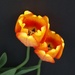 tulipániky....