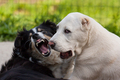Wara & Roxy