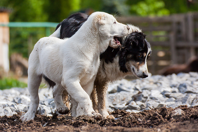 Wara & Roxy