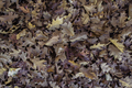 der Herbst