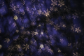 vianocny bokeh