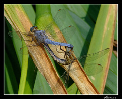 a onedlho budú potomky