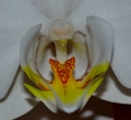 Orchid