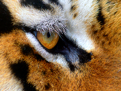 eye