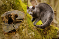 puma domáca