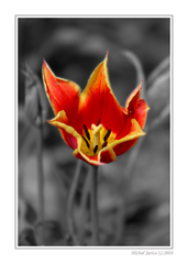 Tulipán