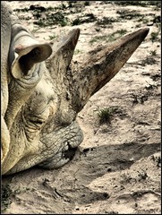 nosoroží spánok