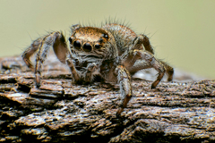 Skákavka čierna...