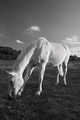 Equus