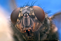 Fly