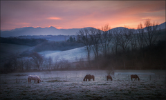 Kone vrane na paši rannej...