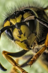 Paravespula germanica