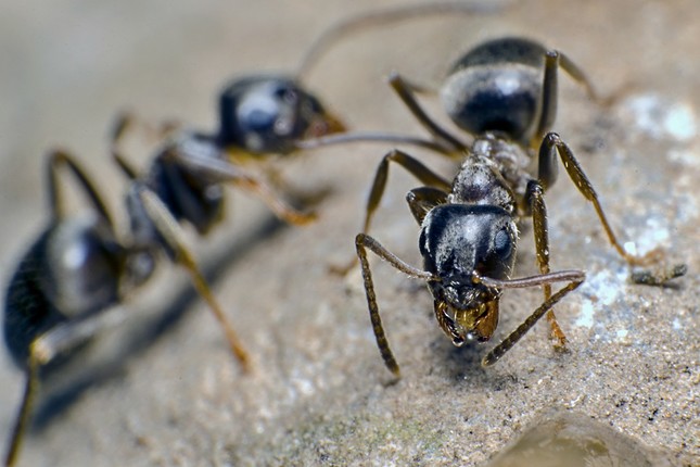 Ríša mravcov