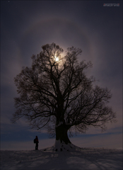 - energy tree -