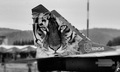 Náš TIGER