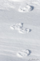 Stopy v snehu