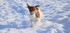 Jackey Terrier :)