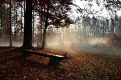 Lonely