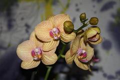 orchydea