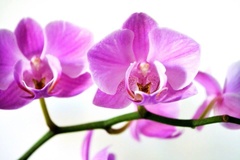 Orchidea