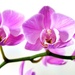 Orchidea