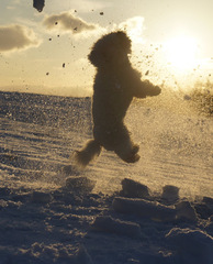 lietajúci bišónik