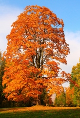 Stromček