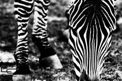 zebra