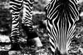 zebra