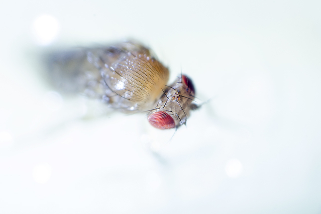 Muška vinnná-Drosophila melanoga