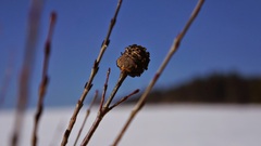 Zimná krajina