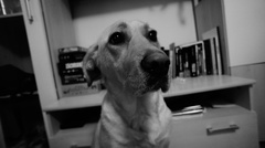 Maggie