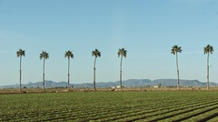 Palmy