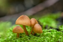 Mycena