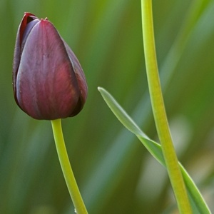 Tulipán 3