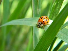 Ladybug