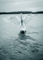 Swan lake
