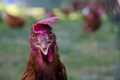 Angry bird :D